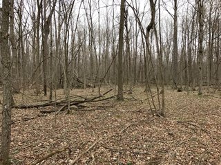 Property photo 38 - LAND AUCTION - 156.63+/- ACRES OFFERED IN 7 TRACTS IN ALLEN COUNTY, INDIANA